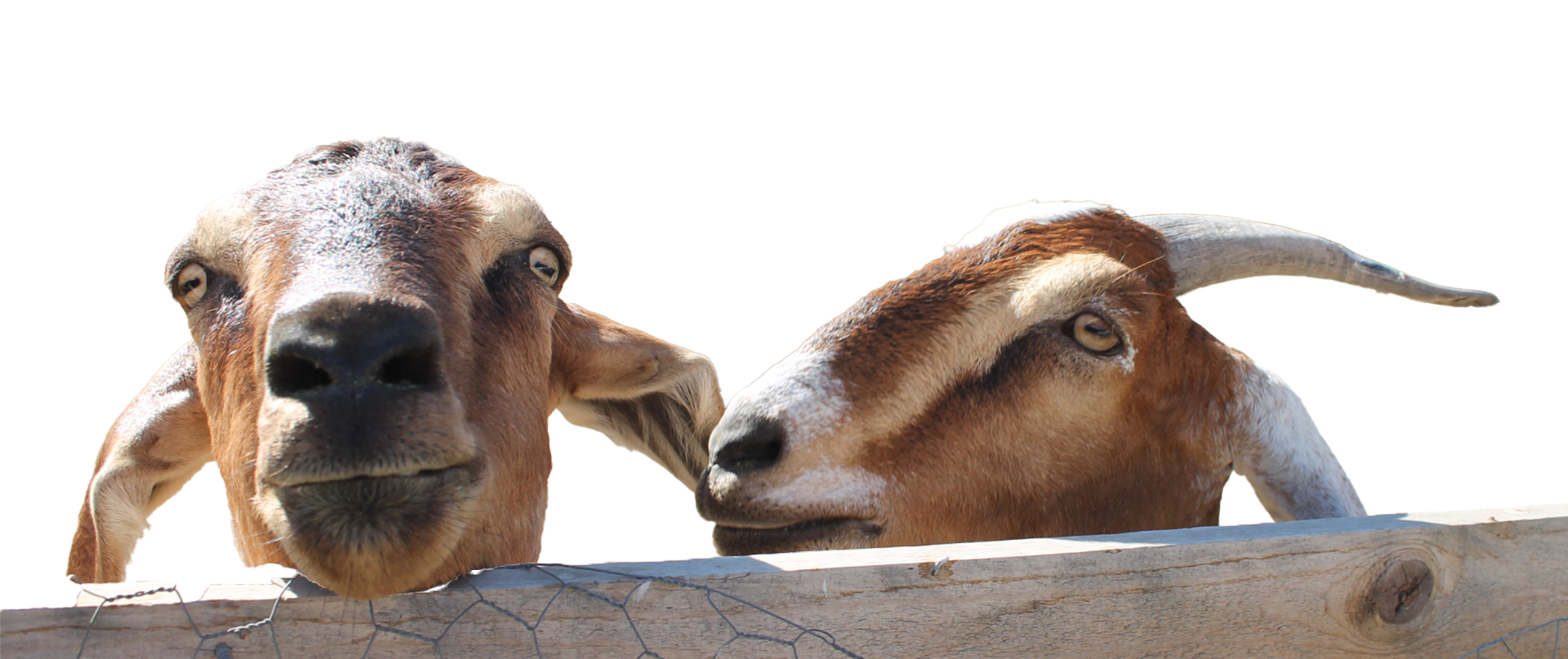 old goats